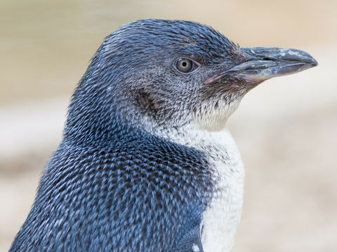 Granite Island Nature Park - Guided Penguin Tours - Tourism Cairns 1