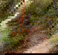 Great North walk - Brisbane Water National Park - Tourism Cairns