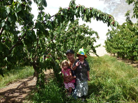 Harben Vale Pick Your Own Cherries - Tourism Cairns 0