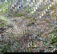 Historic Water Race Walking Track - Tourism Cairns