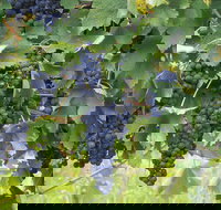 Luskintyre - Tourism Cairns