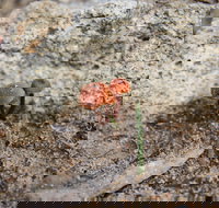 Moorooduc Quarry Walk  Stairs Circuit - Tourism Cairns