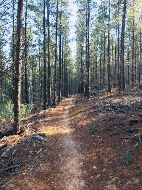 Mountain Bike Trails Tumbarumba - Tourism Cairns 1