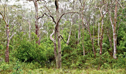 Scutts Hut Trail - Tourism Cairns 0