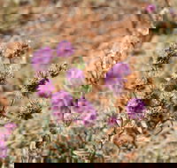 Walpa Gorge walk - Tourism Cairns