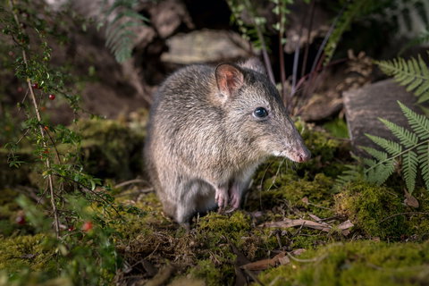 Wildlife Wonders - Tourism Cairns 0