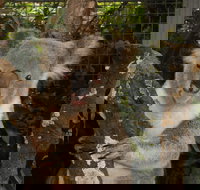 Birdland Animal Park - Tourism Cairns