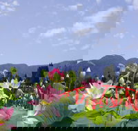 Blue Lotus Water Garden - Tourism Cairns