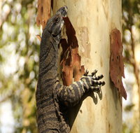 Blue Gum Hills Regional Park - Tourism Cairns