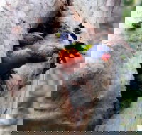 Cumberland State Forest - Tourism Cairns