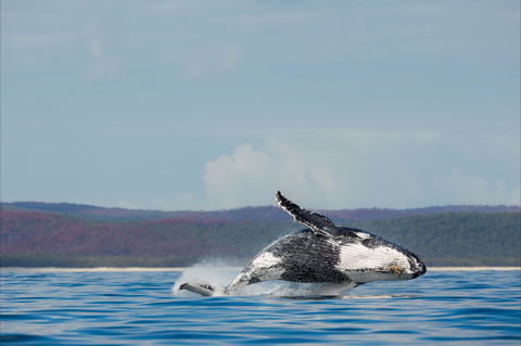 Fraser Coast Region - Tourism Cairns 1