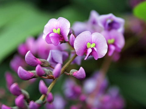 Inverawe Native Gardens - Tourism Cairns 2