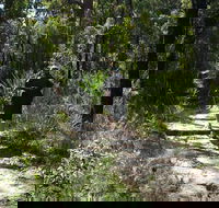 Karloo Walking Track - Tourism Cairns