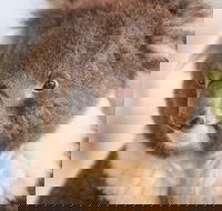 Kyabram Fauna Park - Tourism Cairns