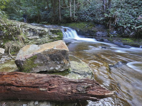 Liffey Falls Reserve - Tourism Cairns 0