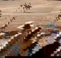 Monarto Safari Park - Tourism Cairns