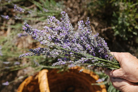 Nannup Lavender Farm - Tourism Cairns 2