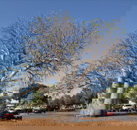 Old Boab Tree in Cavenagh Street - Tourism Cairns