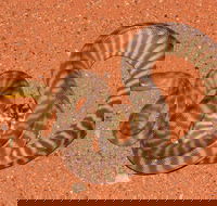 Red Desert Reptiles - Tourism Cairns