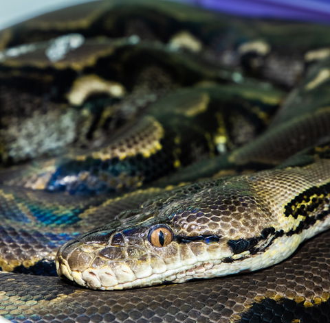 Serpentarium Wildlife Park Tasmania - Tourism Cairns 1