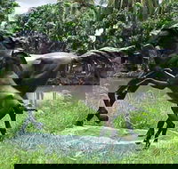 Summerland Antiques and Garden Centre - Tourism Cairns