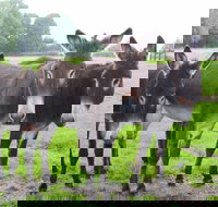 The Good Samaritan Donkey Sanctuary - Tourism Cairns