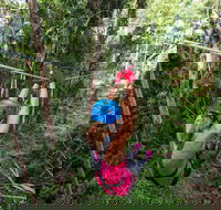 TreeTop Challenge - Sunshine Coast - Tourism Cairns