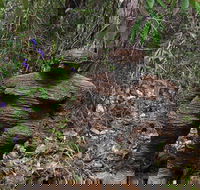Understory Art In Nature - Tourism Cairns