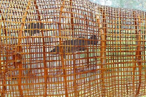 Wagirra Trail And Yindyamarra Sculpture Walk - Tourism Cairns 2