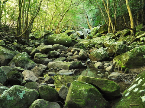 Wodi Wodi Walking Track - Tourism Cairns 0