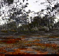 Woylie Walk Dryandra Woodland - Tourism Cairns