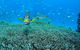 Wreck Bay Dive Site - thumb 0