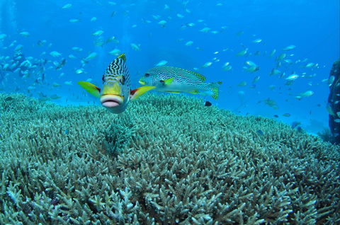 Wreck Bay Dive Site - Tourism Cairns 0
