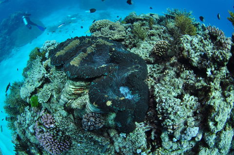 Wreck Bay Dive Site - Tourism Cairns 1