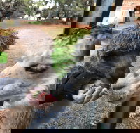 Alpaca Farm Experience at Crookwell - Tourism Cairns