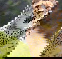 Billabong Zoo Koala and Wildlife Park - Tourism Cairns