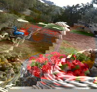Blue Hills Berries and Cherries - Tourism Cairns