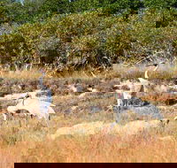 Cape Keraudren Nature Reserve - Tourism Cairns
