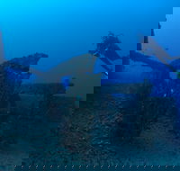 Cementco Dive Site - Tourism Cairns