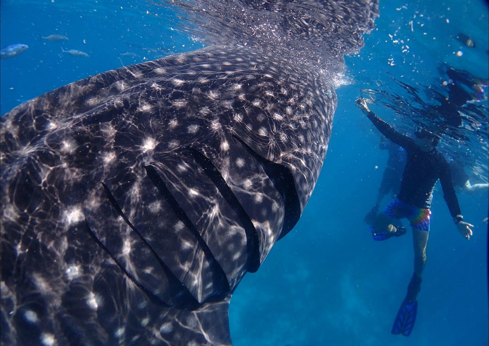  Tourism Cairns