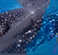 Coastal Water Dive - Tourism Cairns
