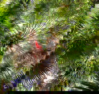 Depot Beach Rainforest Walk - Tourism Cairns