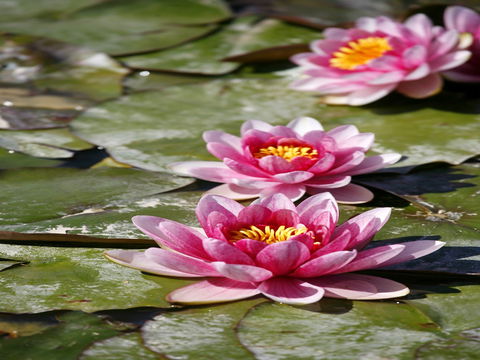 Dubbo Regional Botanic Garden - Closed Until Further Notice - Tourism Cairns 2