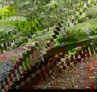 Goodenia Rainforest Walking Track - Tourism Cairns