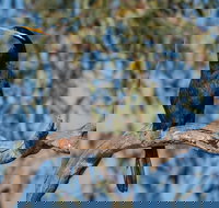 Greenough River Nature Trail - Tourism Cairns