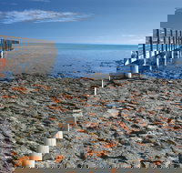 Hamelin Pool Stromatolites - Tourism Cairns