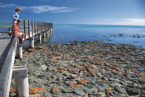 Hamelin Pool Stromatolites - Tourism Cairns 0