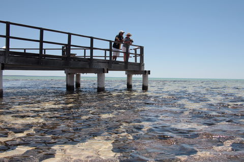 Hamelin Pool Stromatolites - Tourism Cairns 1