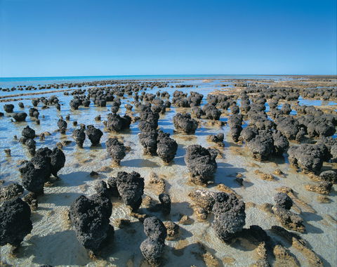 Hamelin Pool Stromatolites - Tourism Cairns 2