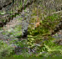 Hopetoun Falls Walking Track - Tourism Cairns